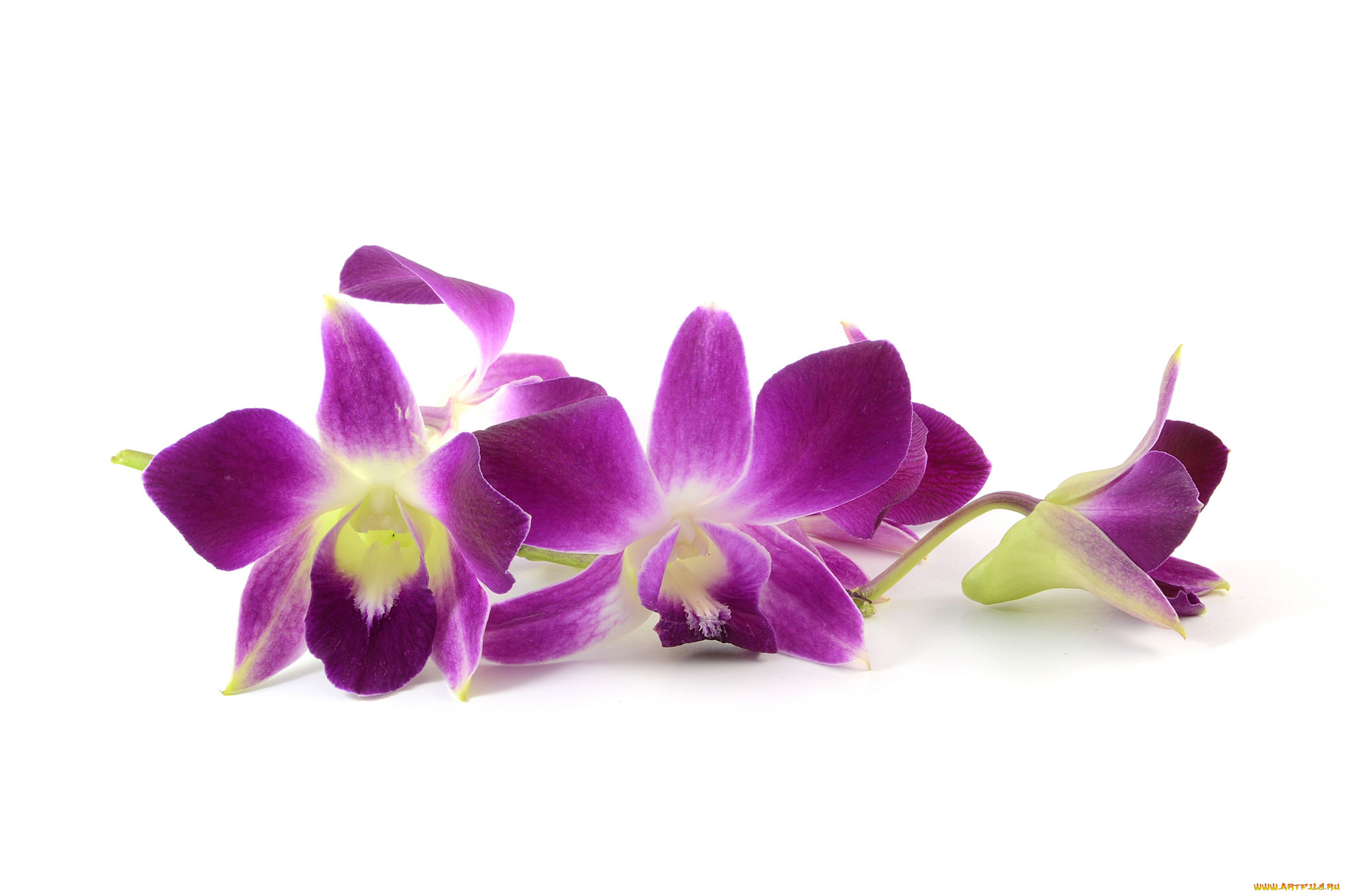 Орхидея сиреневая на белом фоне